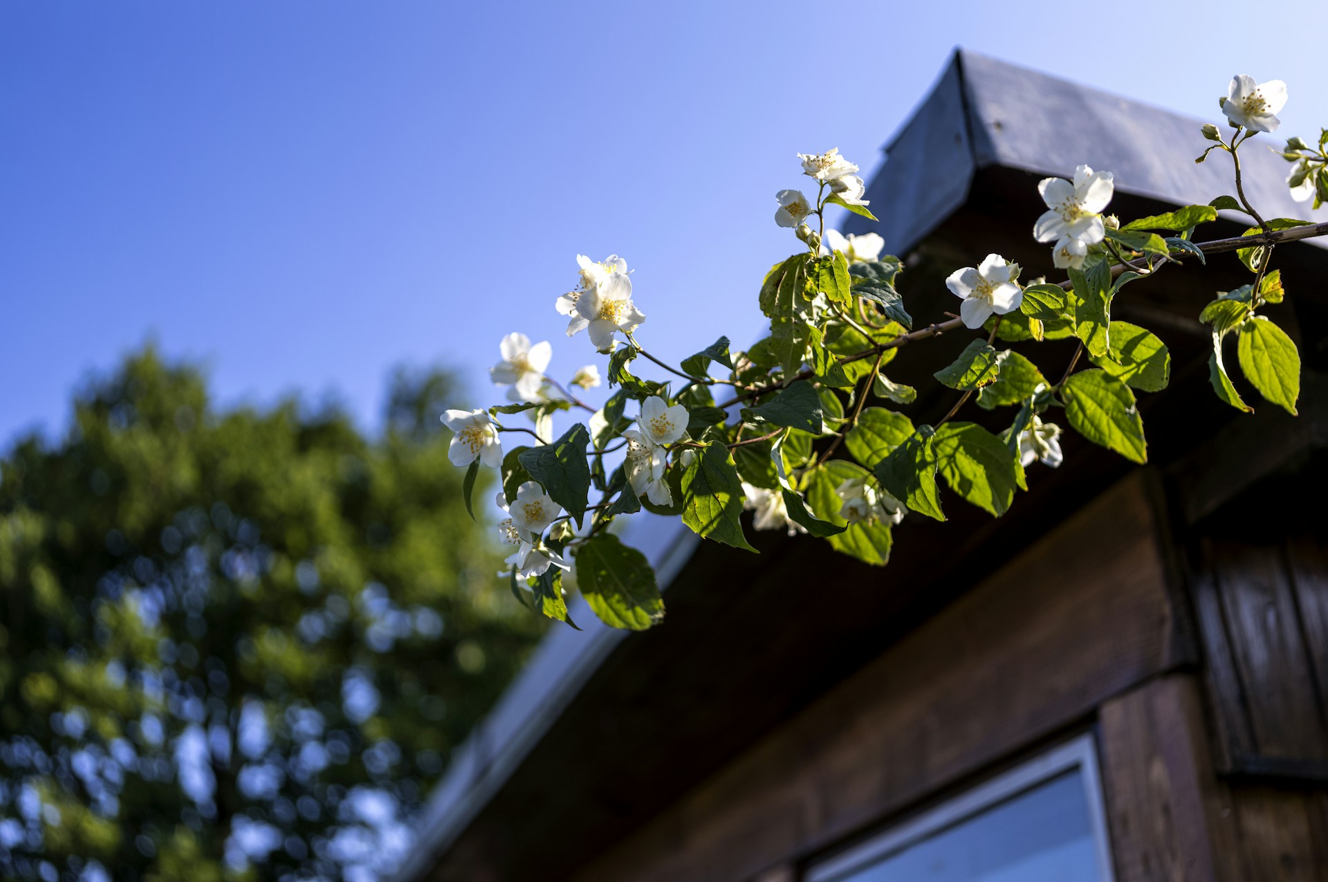Ihr Immobilienmakler Flintbek